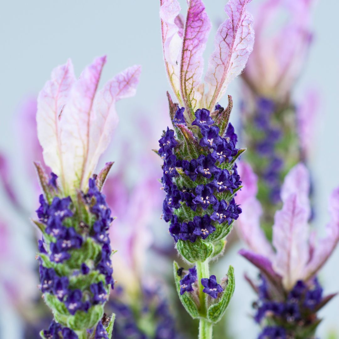 Lavender Grand Purple