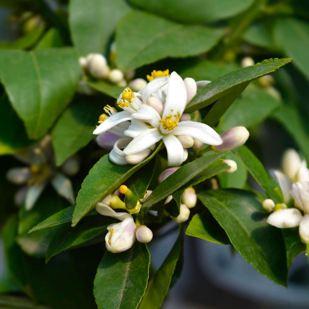 Lemon Meyer Bush