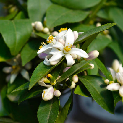 Lemon Meyer Bush