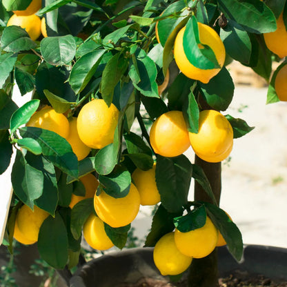 Lemon Meyer Bush