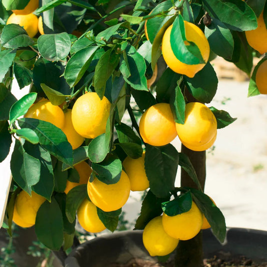 Lemon Meyer Bush
