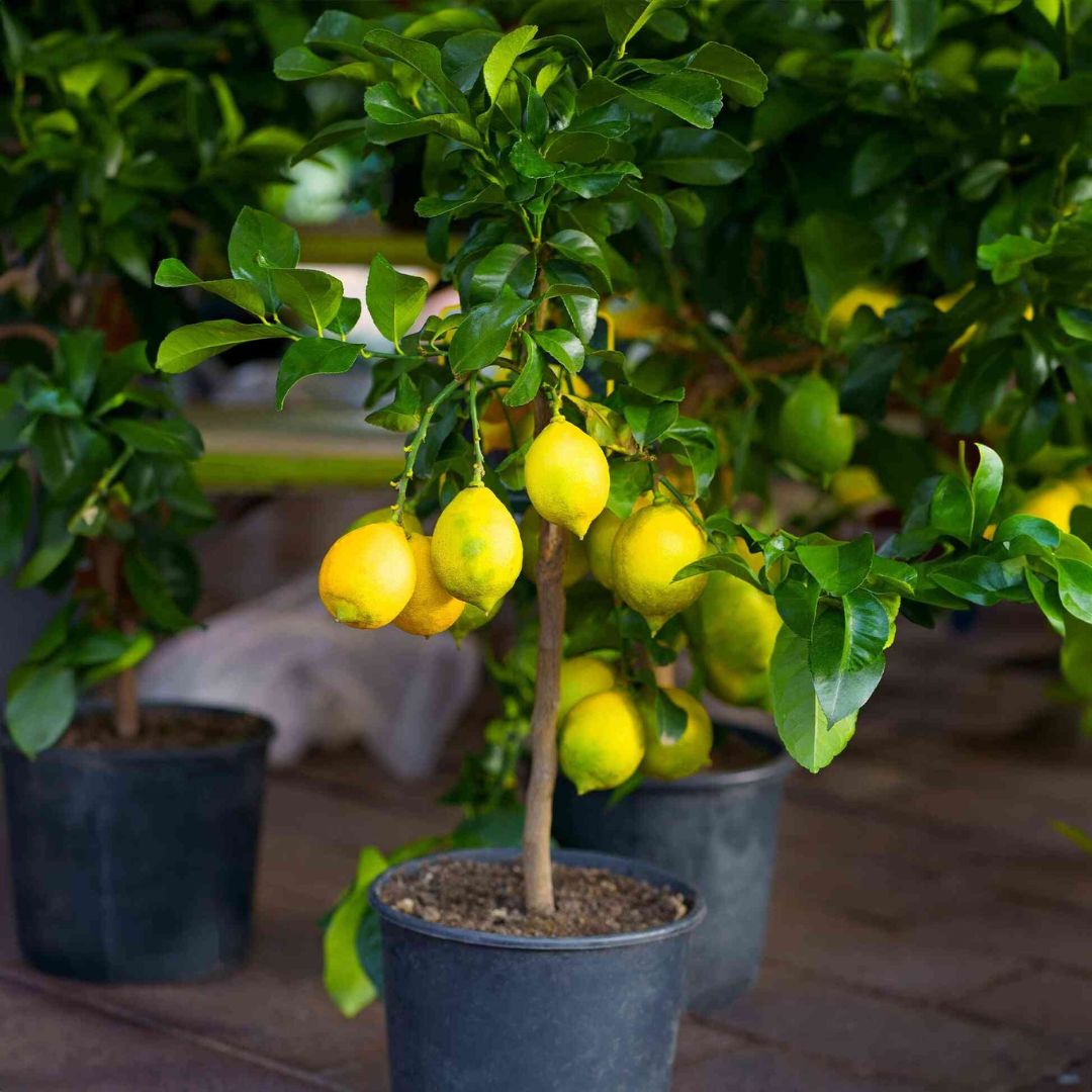 Lemon Meyer Bush