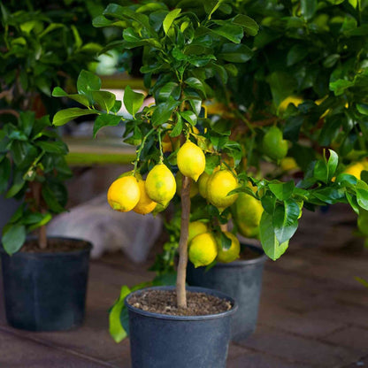 Lemon Meyer Bush