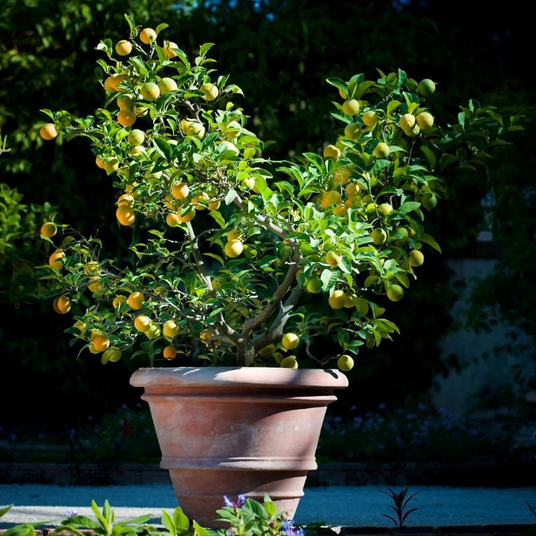Lemon Meyer Bush