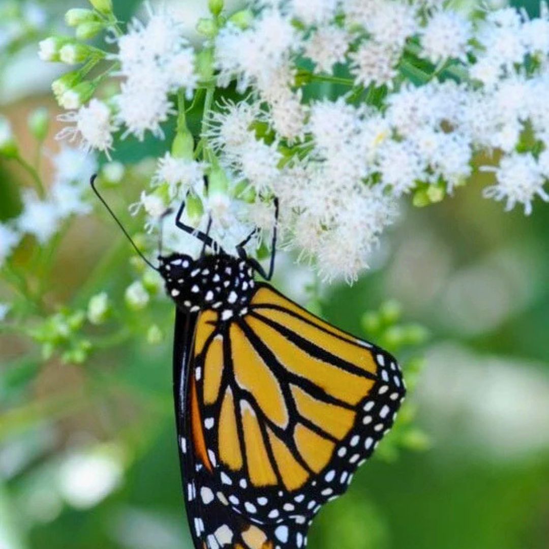 ‘Ice Ballet’ Swamp Milkweed | White