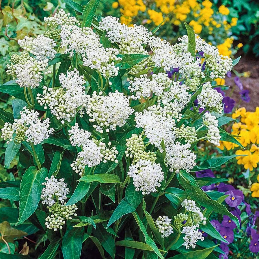 ‘Ice Ballet’ Swamp Milkweed | White