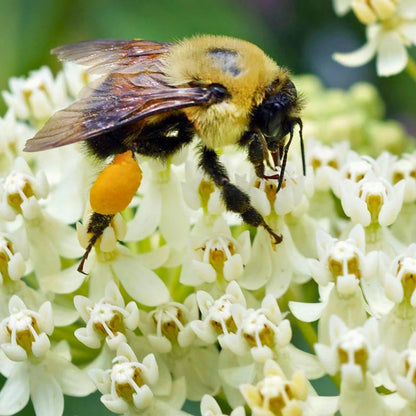 ‘Ice Ballet’ Swamp Milkweed | White