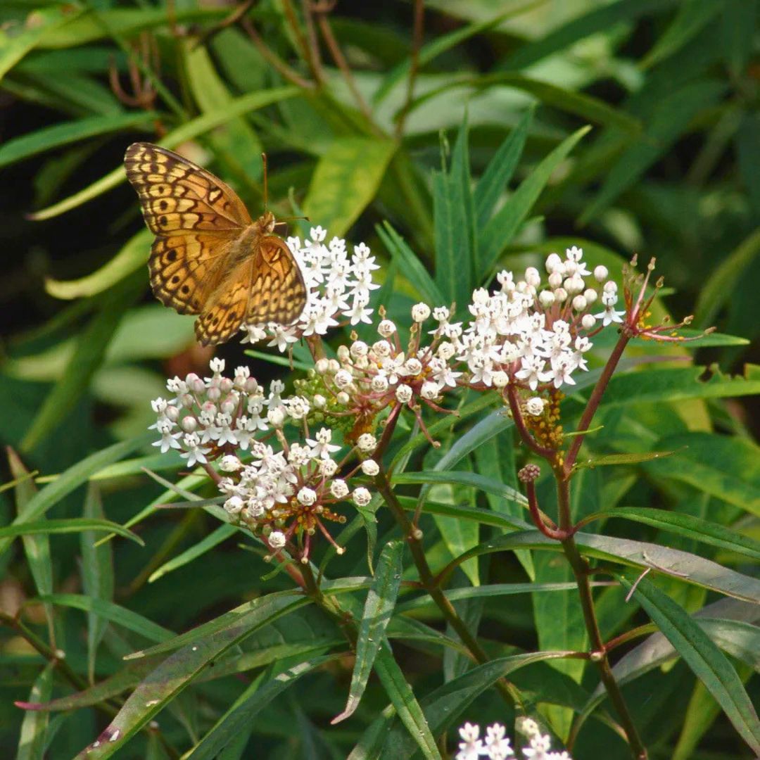 ‘Ice Ballet’ Swamp Milkweed | White
