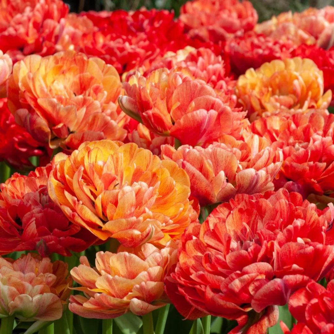 Double Late 'Moris Gudanov' Tulip