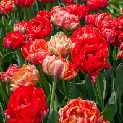 Double Late 'Moris Gudanov' Tulip