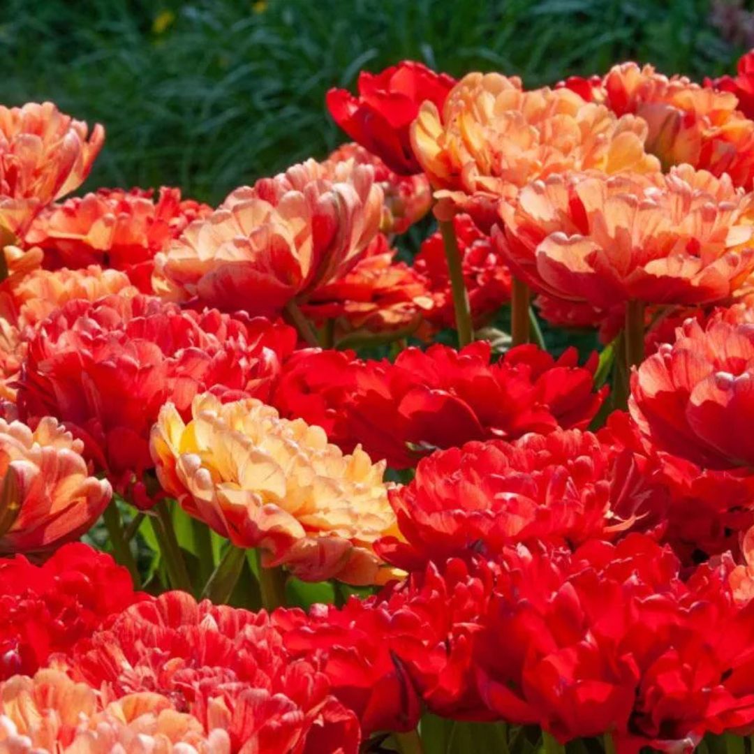 Double Late 'Moris Gudanov' Tulip