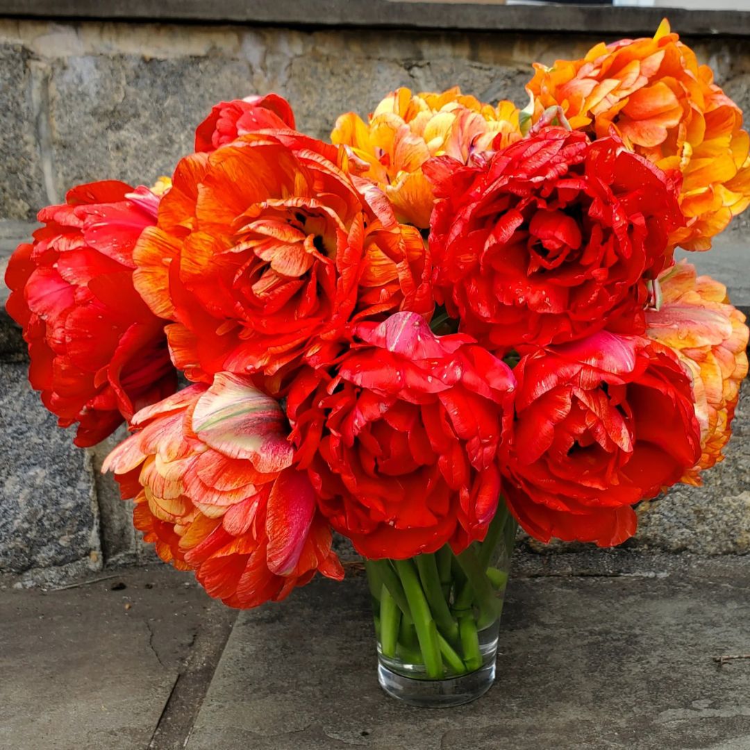 Double Late 'Moris Gudanov' Tulip