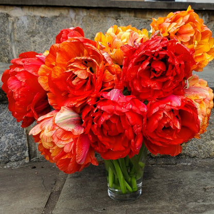 Double Late 'Moris Gudanov' Tulip