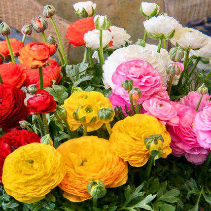 Ranunculus Sprinkles