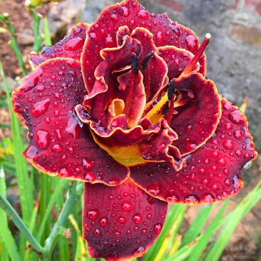 Night Embers Daylily