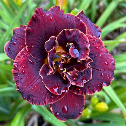 Night Embers Daylily