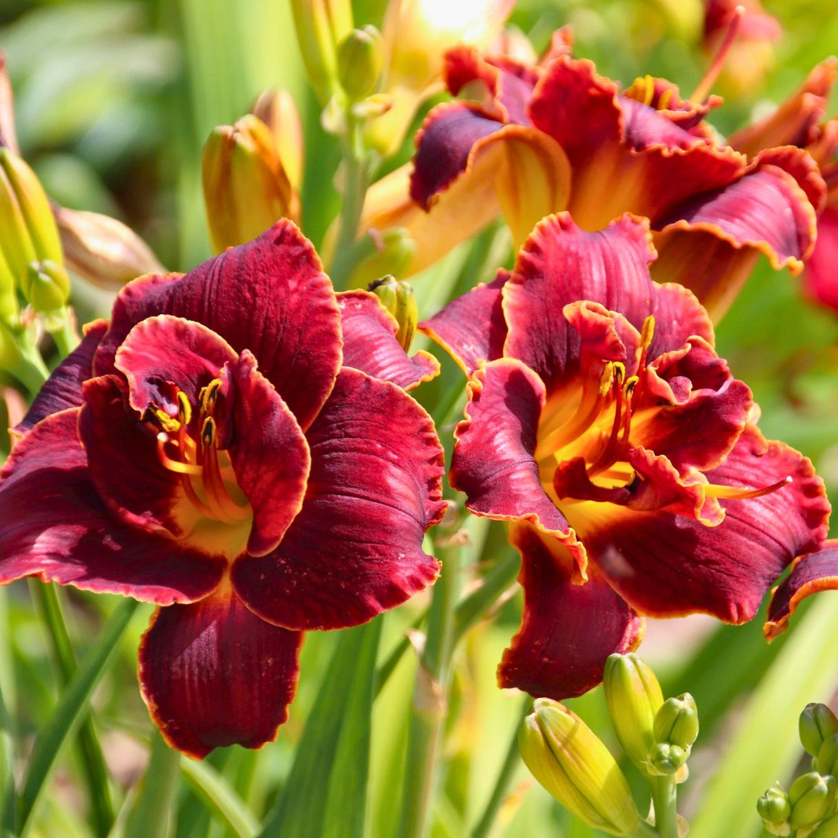 Night Embers Daylily