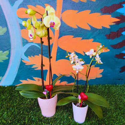 Orchid Crush 🪴