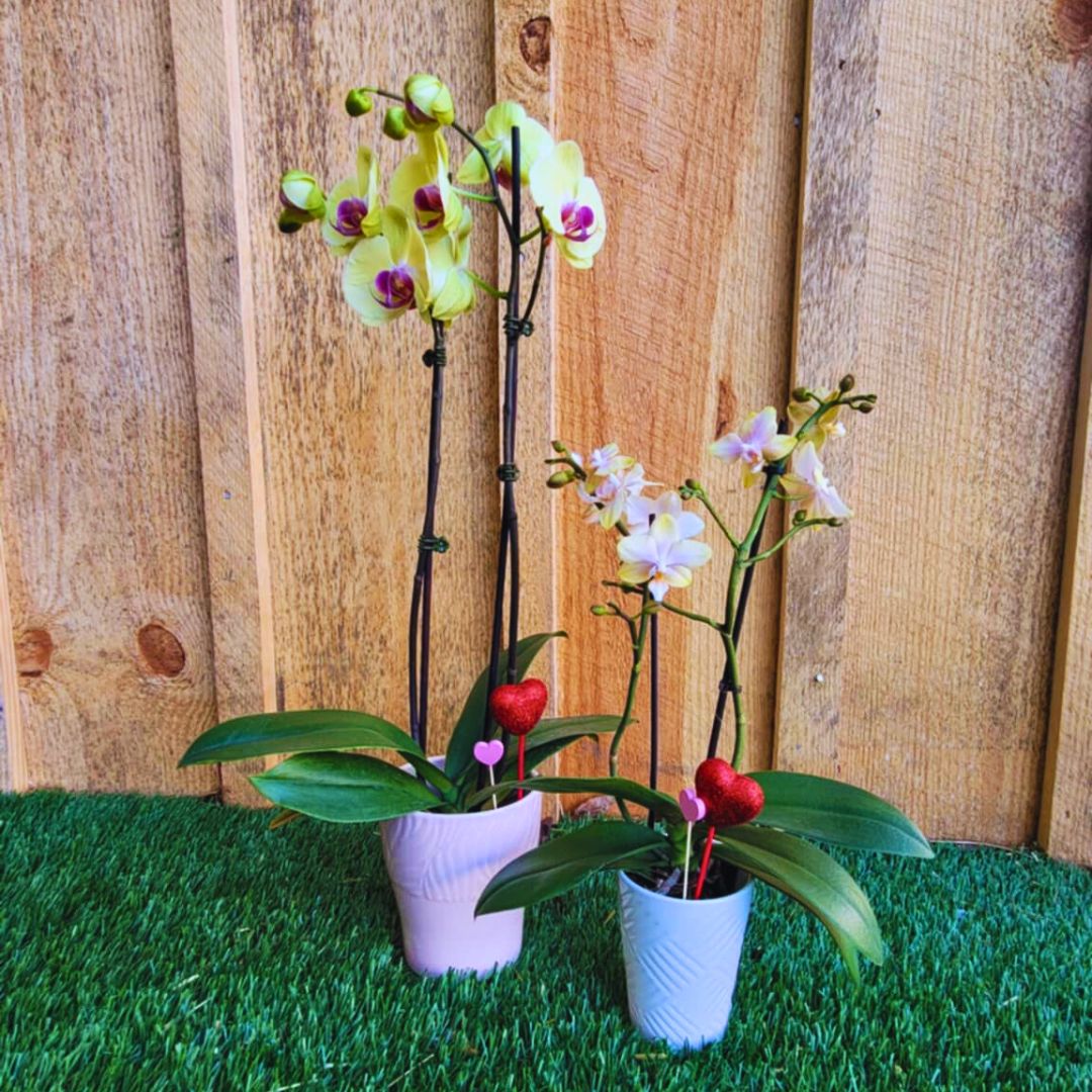 Orchid Crush 🪴
