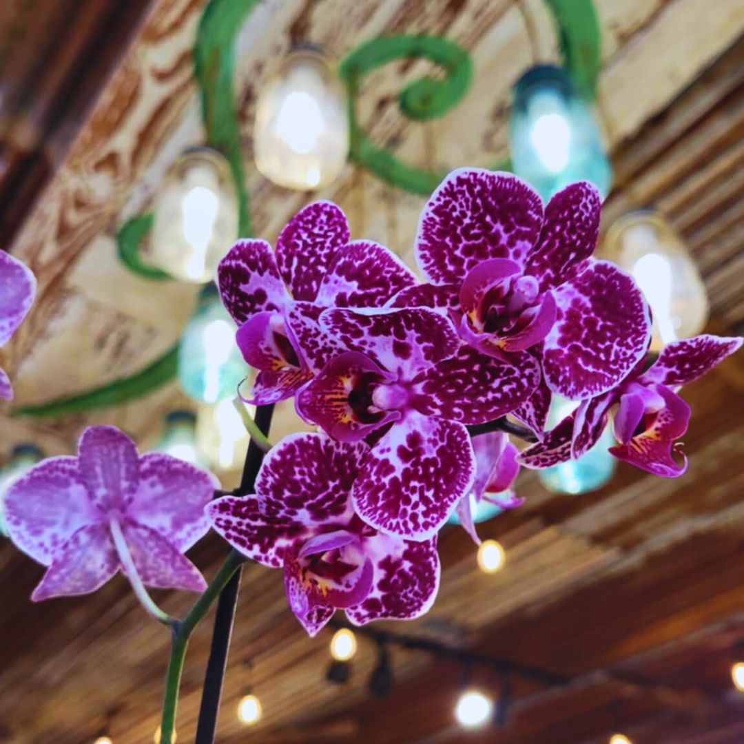 Orchid Crush 🪴