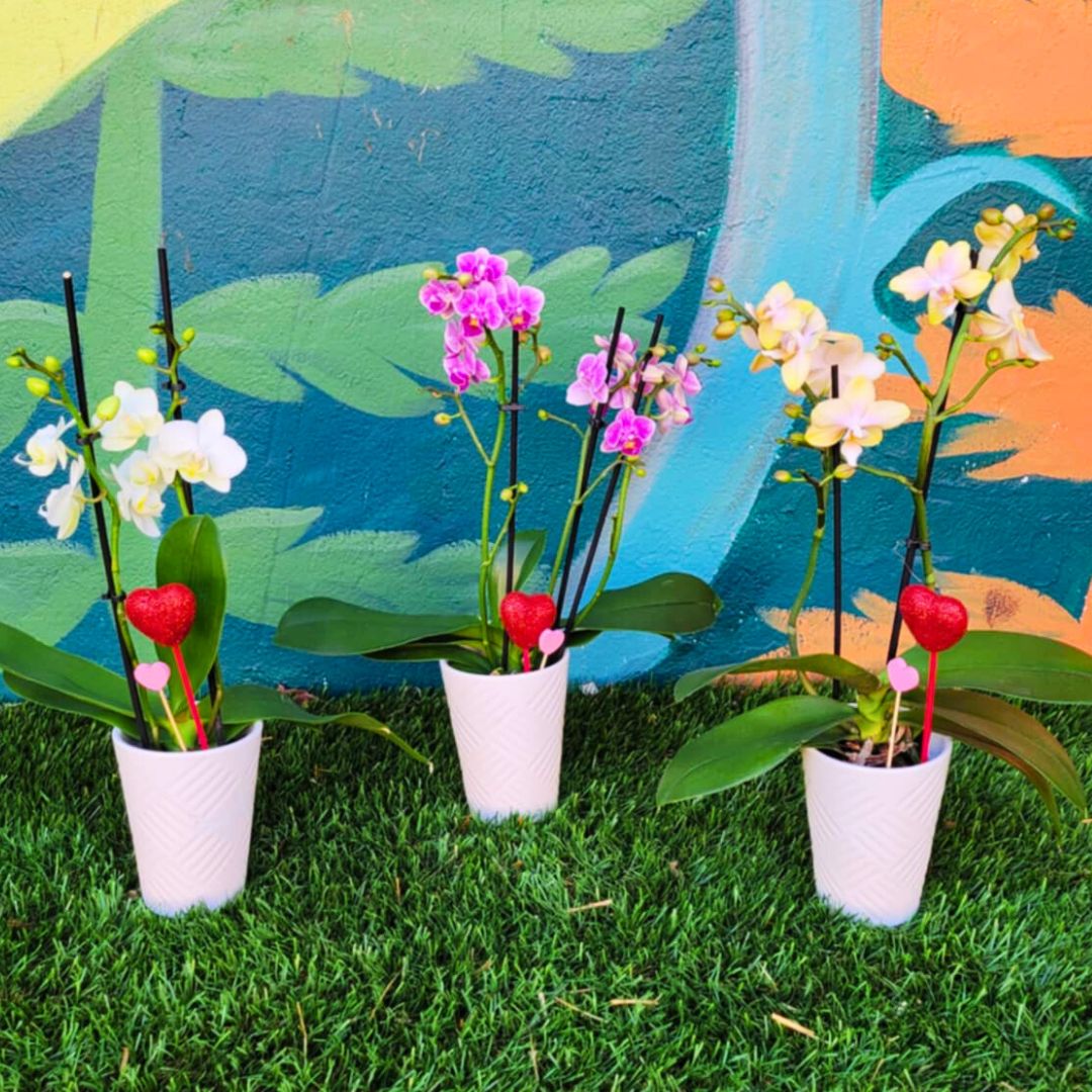Orchid Crush 🪴