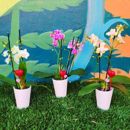 Orchid Crush 🪴