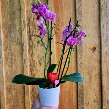 Orchid Crush 🪴