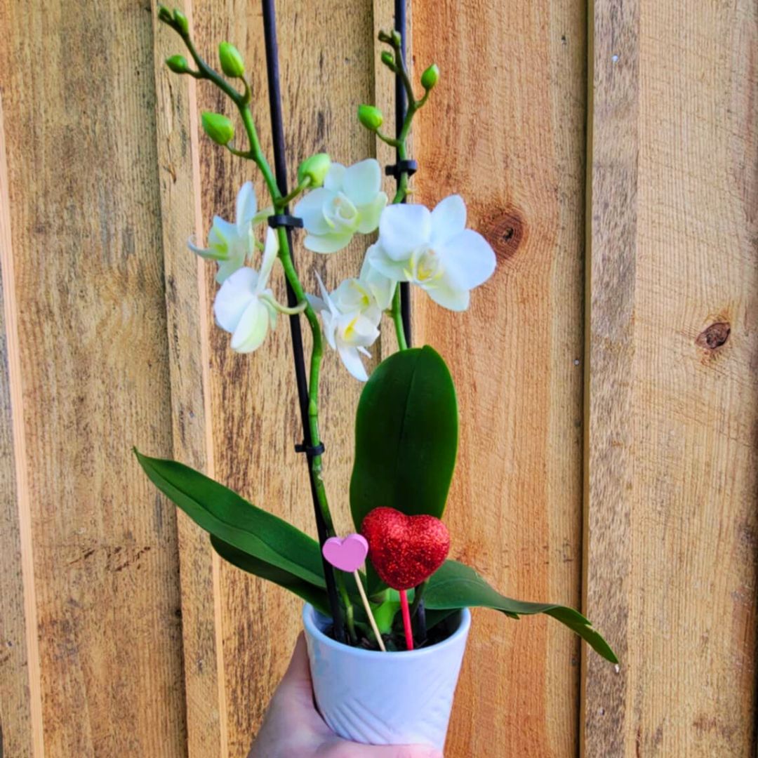 Orchid Crush 🪴