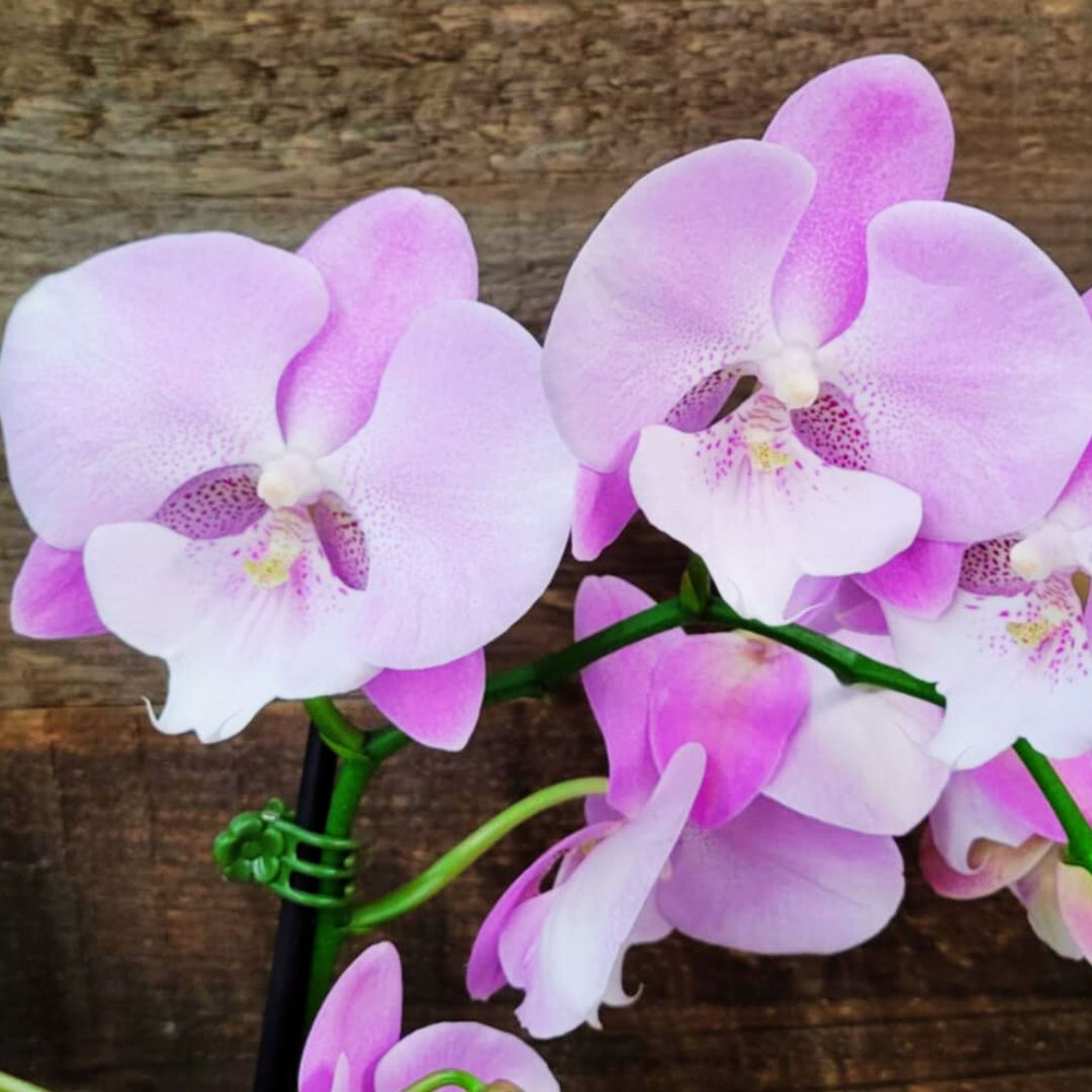 Orchid Crush 🪴