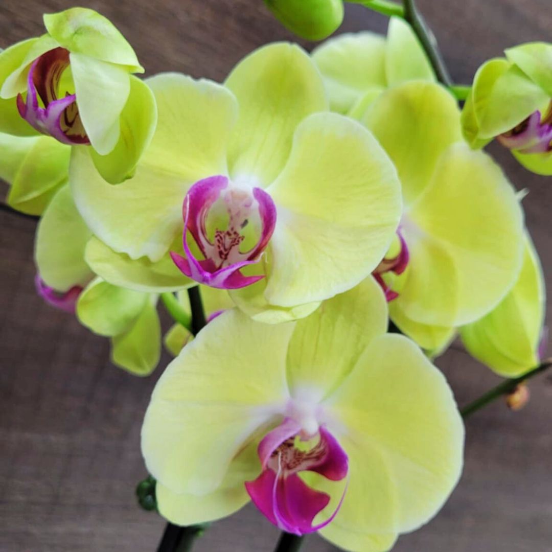 Orchid Crush 🪴