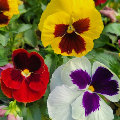 Blooms with Benefits – Blotch Pansy Mix + Red Tulips