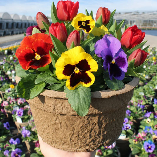 Blooms with Benefits – Blotch Pansy Mix + Red Tulips