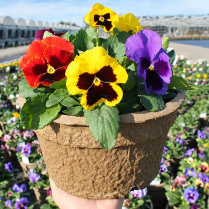 Blooms with Benefits – Blotch Pansy Mix + Red Tulips