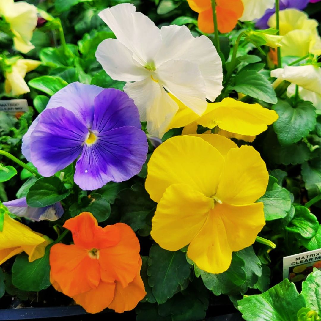 Blooms with Benefits – Clear Colors Pansy Mix + Jetfire Daffodils