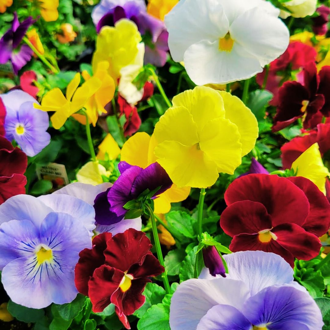Blooms with Benefits – Clear Colors Pansy Mix + Jetfire Daffodils