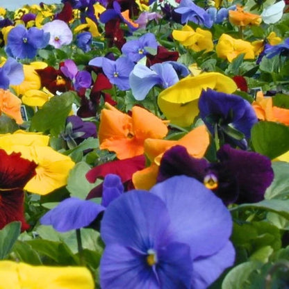 Blooms with Benefits – Clear Colors Pansy Mix + Jetfire Daffodils