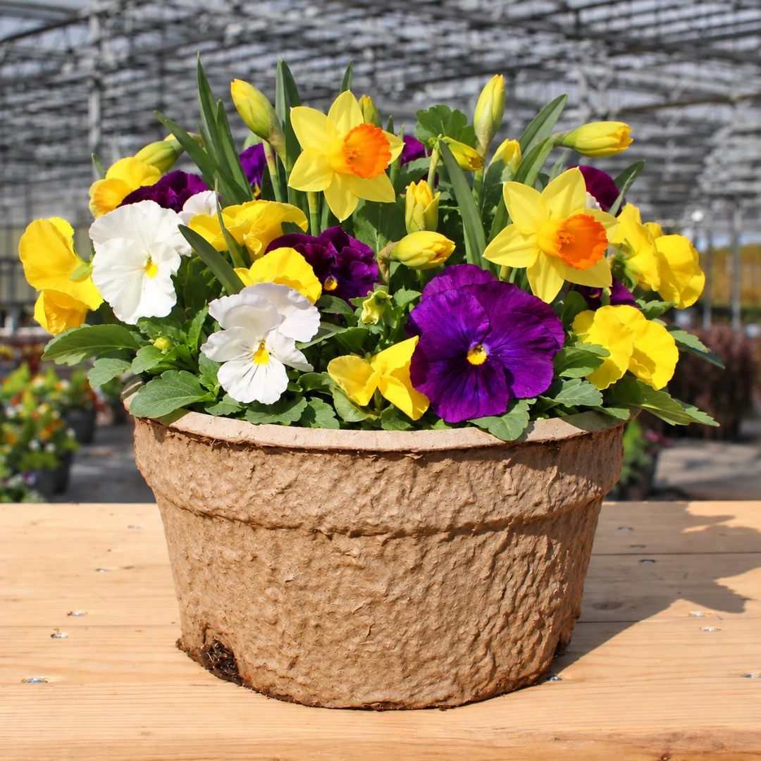 Blooms with Benefits – Clear Colors Pansy Mix + Jetfire Daffodils