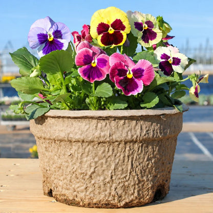Blooms with Benefits – Coastal Sunrise Pansy Mix + Pink Tulips