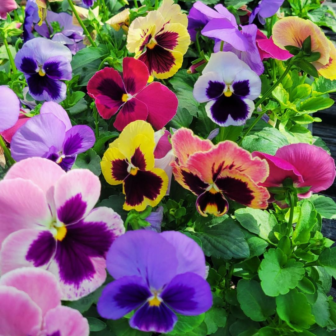 Blooms with Benefits – Coastal Sunrise Pansy Mix + Pink Tulips