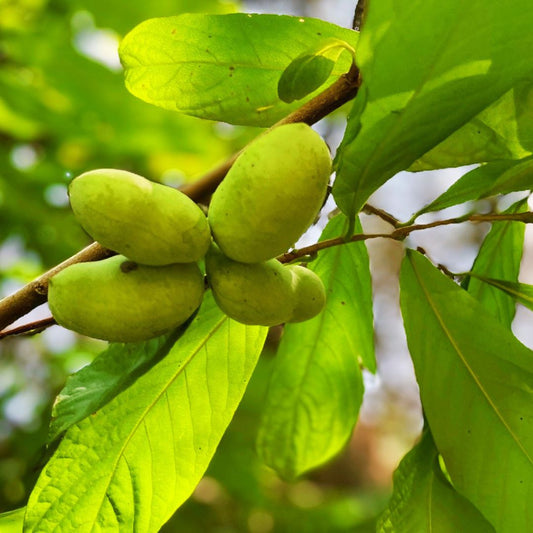 Paw Paw Tree