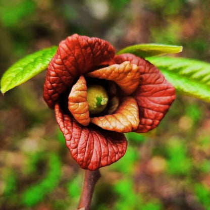 Paw Paw Tree