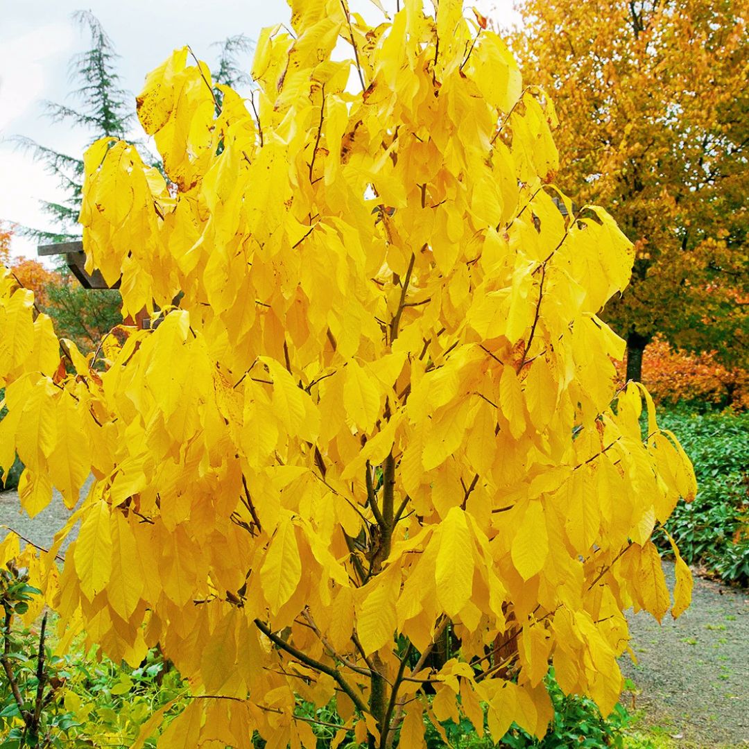 Paw Paw Tree