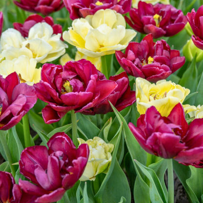 Double Early-Mid 'Pax et Amor' Tulip Blend