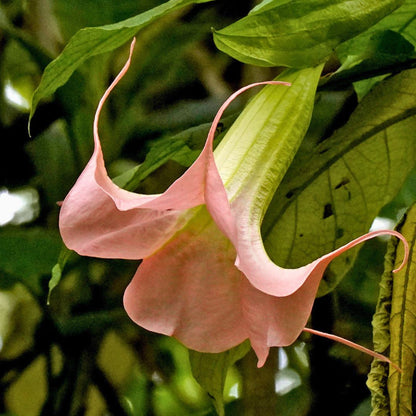 Peach Angel Trumpet