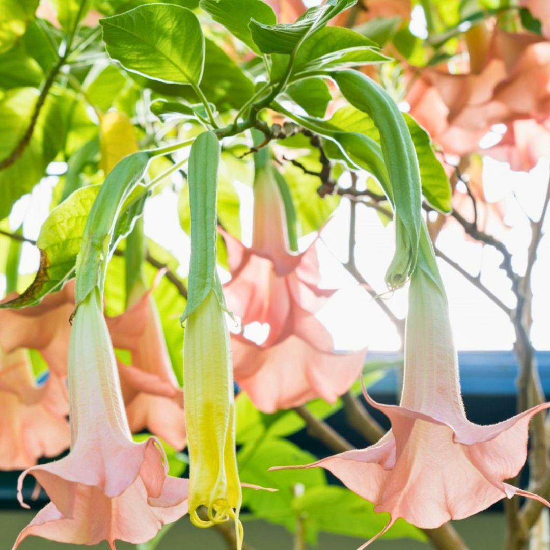 Peach Angel Trumpet