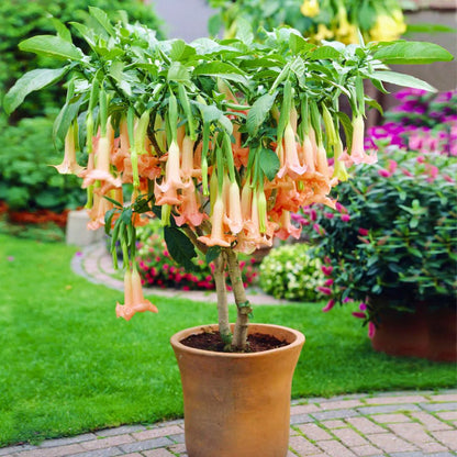 Peach Angel Trumpet