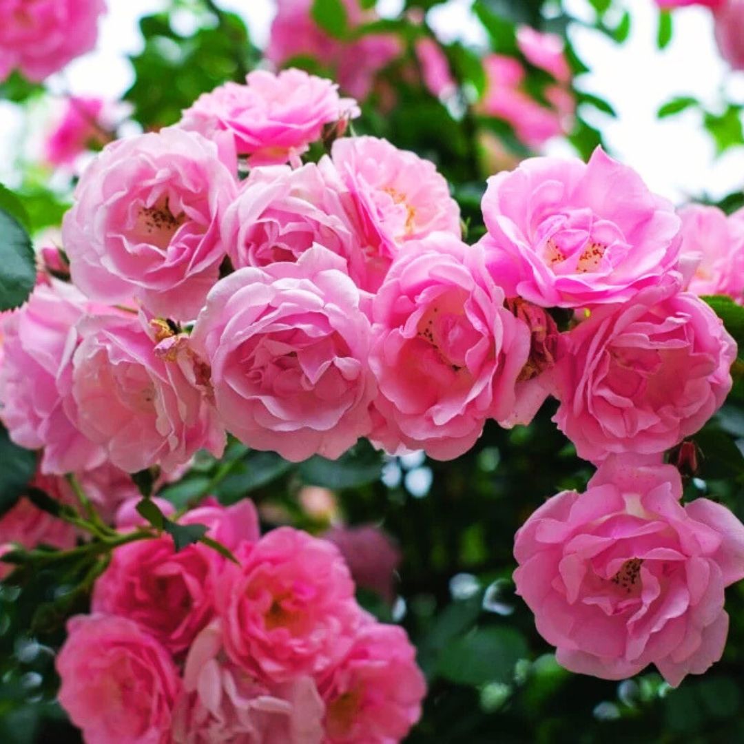 Peggy Martin Climbing Rose - Thumbnail 2