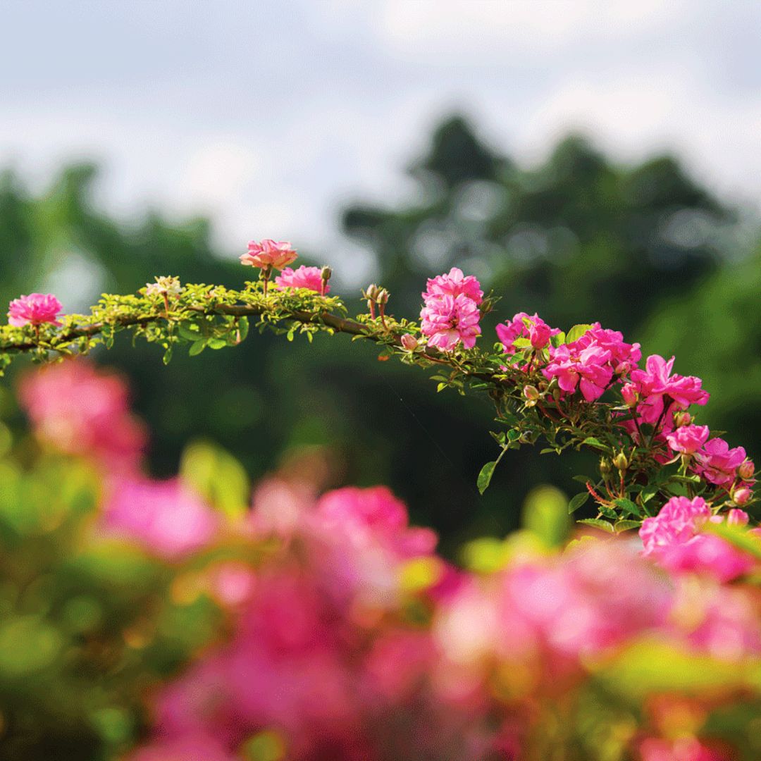 Climbing Rose | Peggy Martin