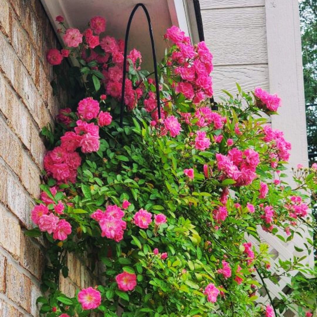 Peggy Martin Climbing Rose - Thumbnail 5