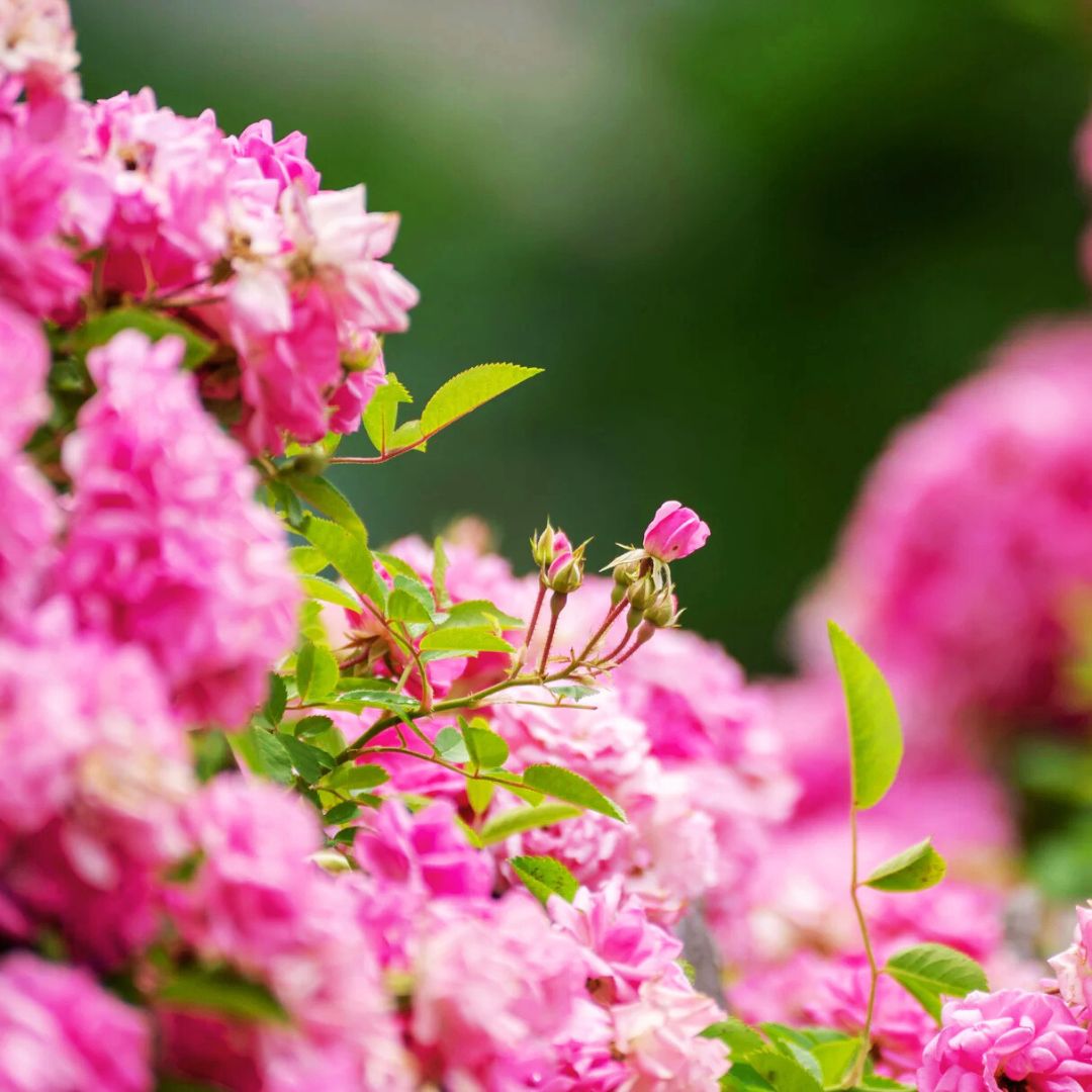 Peggy Martin Climbing Rose - Thumbnail 3